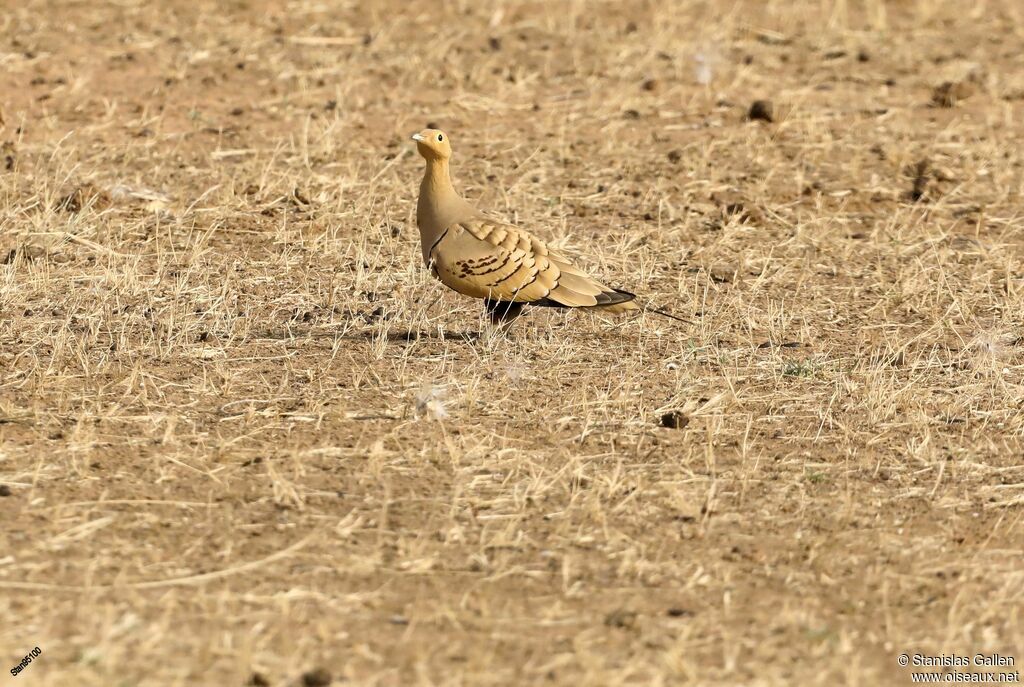 Chestnut-bellied Sandgrouse male adult