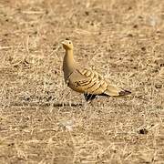 Chestnut-bellied Sandgrouse