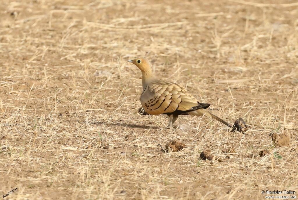 Chestnut-bellied Sandgrouse male adult