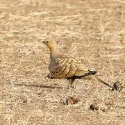 Chestnut-bellied Sandgrouse