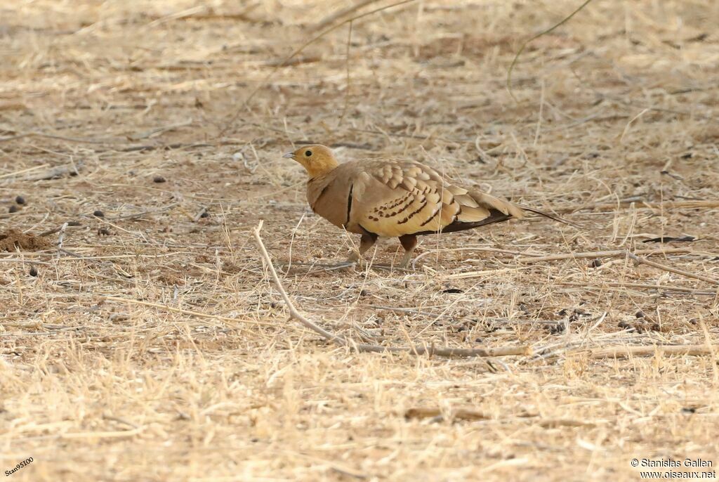 Chestnut-bellied Sandgrouse male adult