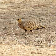 Chestnut-bellied Sandgrouse