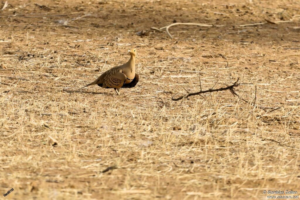 Chestnut-bellied Sandgrouse male adult