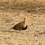 Chestnut-bellied Sandgrouse