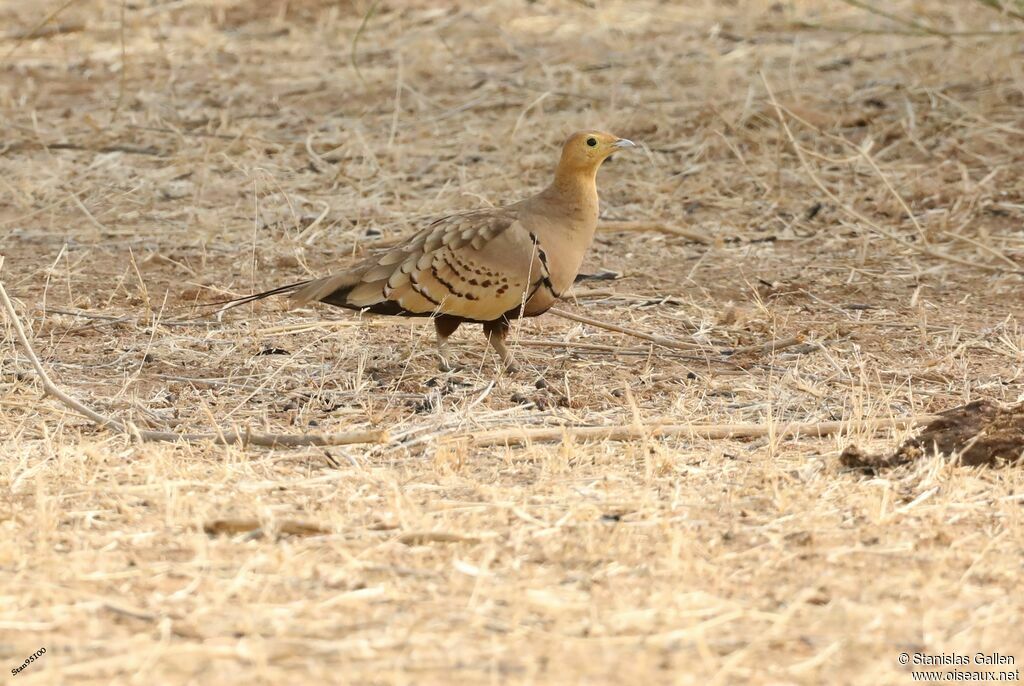 Chestnut-bellied Sandgrouse male adult