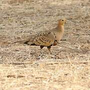 Chestnut-bellied Sandgrouse