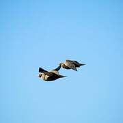 Black-bellied Sandgrouse