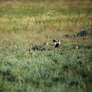 Black-bellied Sandgrouse