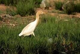 Eastern Cattle Egret