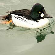 Common Goldeneye