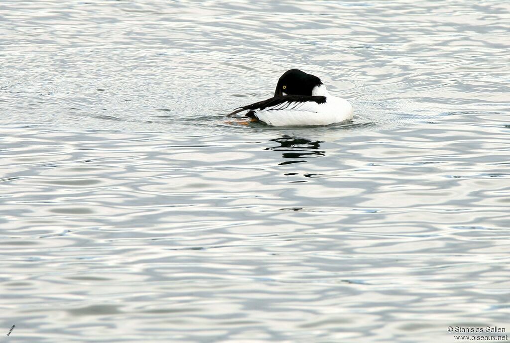 Common Goldeneyeadult breeding, swimming