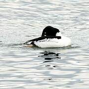 Common Goldeneye