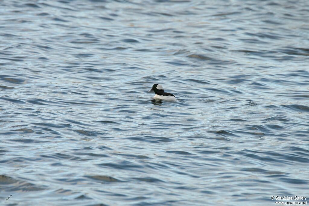 Bufflehead male adult, swimming