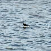 Bufflehead