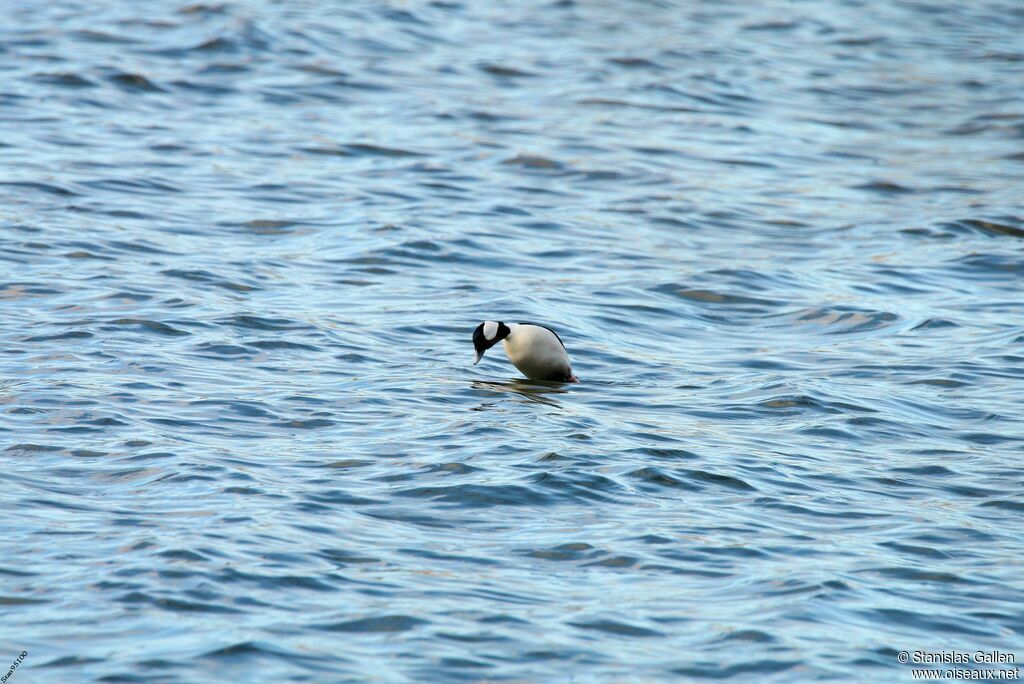 Buffleheadadult breeding, swimming