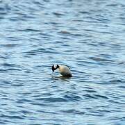 Bufflehead