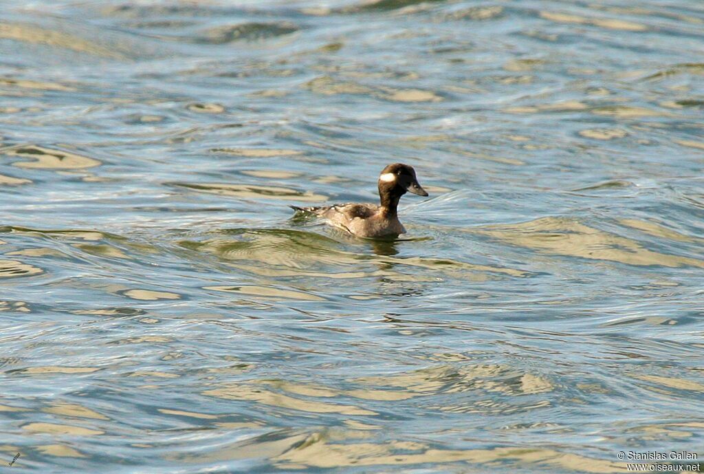 Bufflehead female adult breeding, swimming