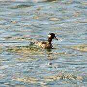 Bufflehead