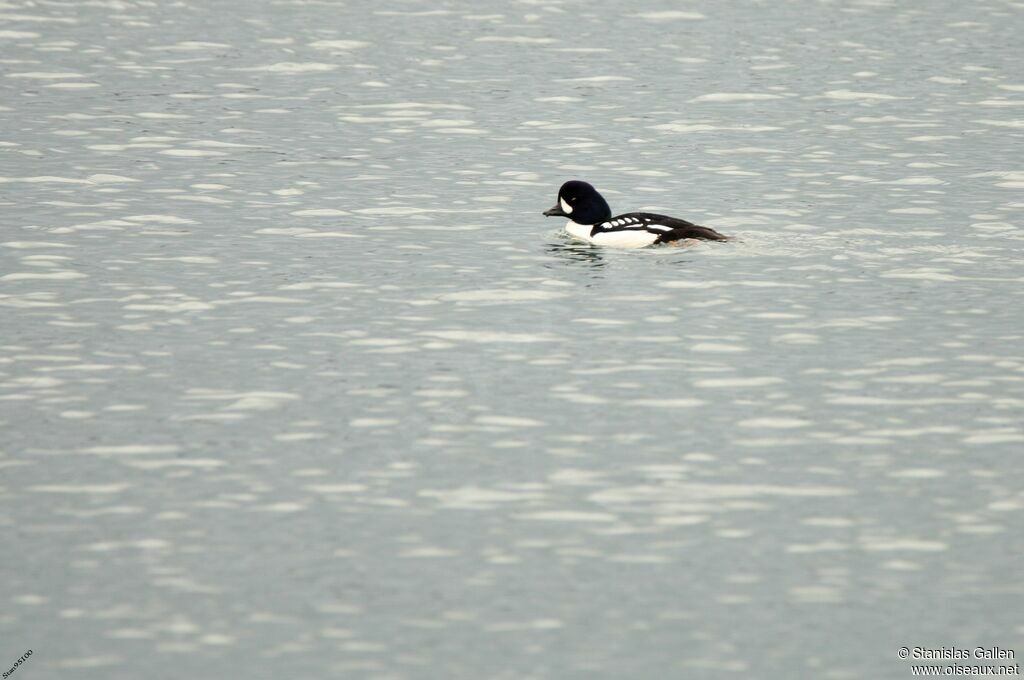 Barrow's Goldeneye male adult breeding, swimming