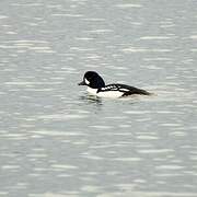 Barrow's Goldeneye