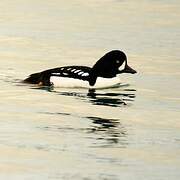 Barrow's Goldeneye