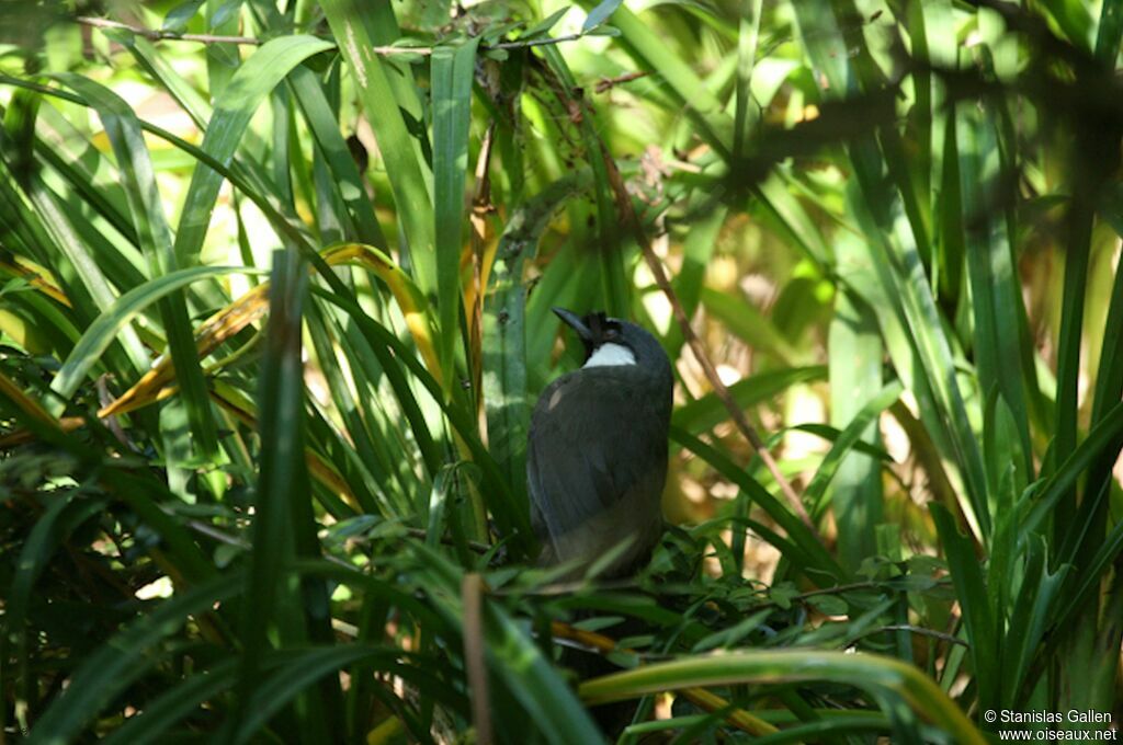 Black-throated Laughingthrushadult