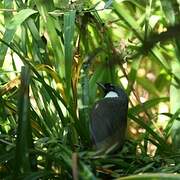 Black-throated Laughingthrush