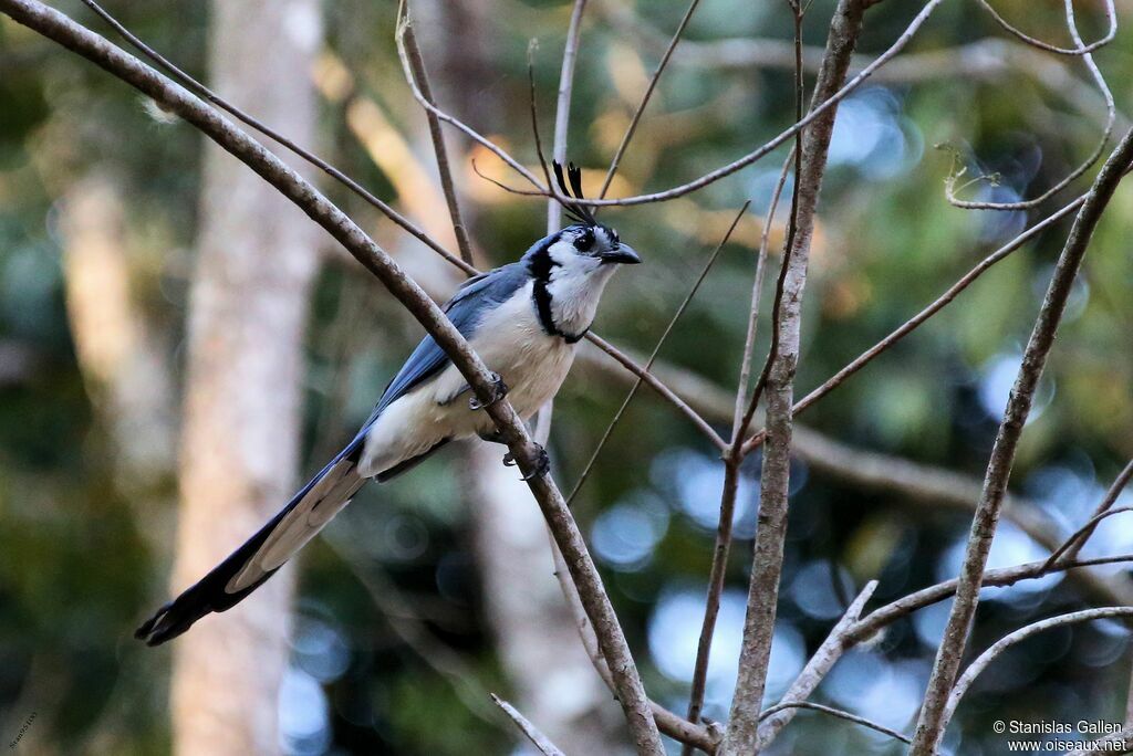 White-throated Magpie-Jayadult breeding