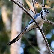 White-throated Magpie-Jay