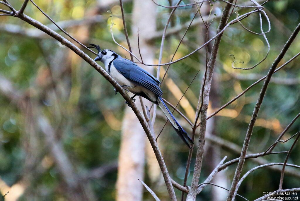 White-throated Magpie-Jayadult breeding