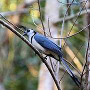 White-throated Magpie-Jay