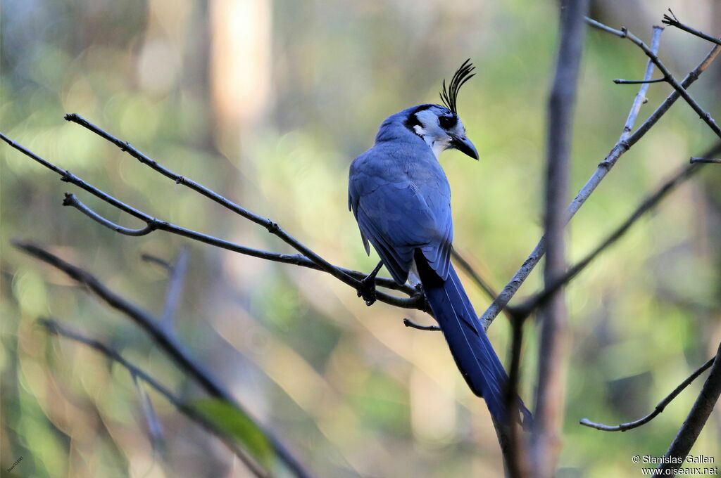 White-throated Magpie-Jayadult breeding