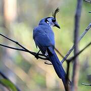 White-throated Magpie-Jay