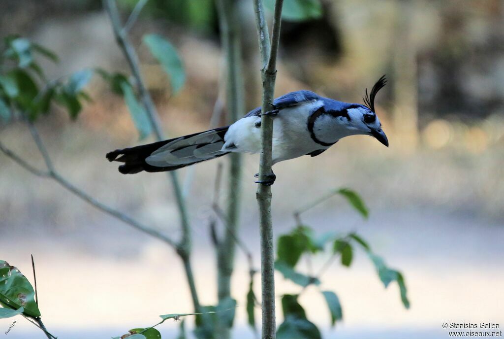 White-throated Magpie-Jayadult breeding