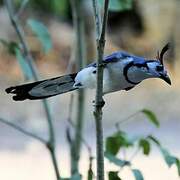 White-throated Magpie-Jay