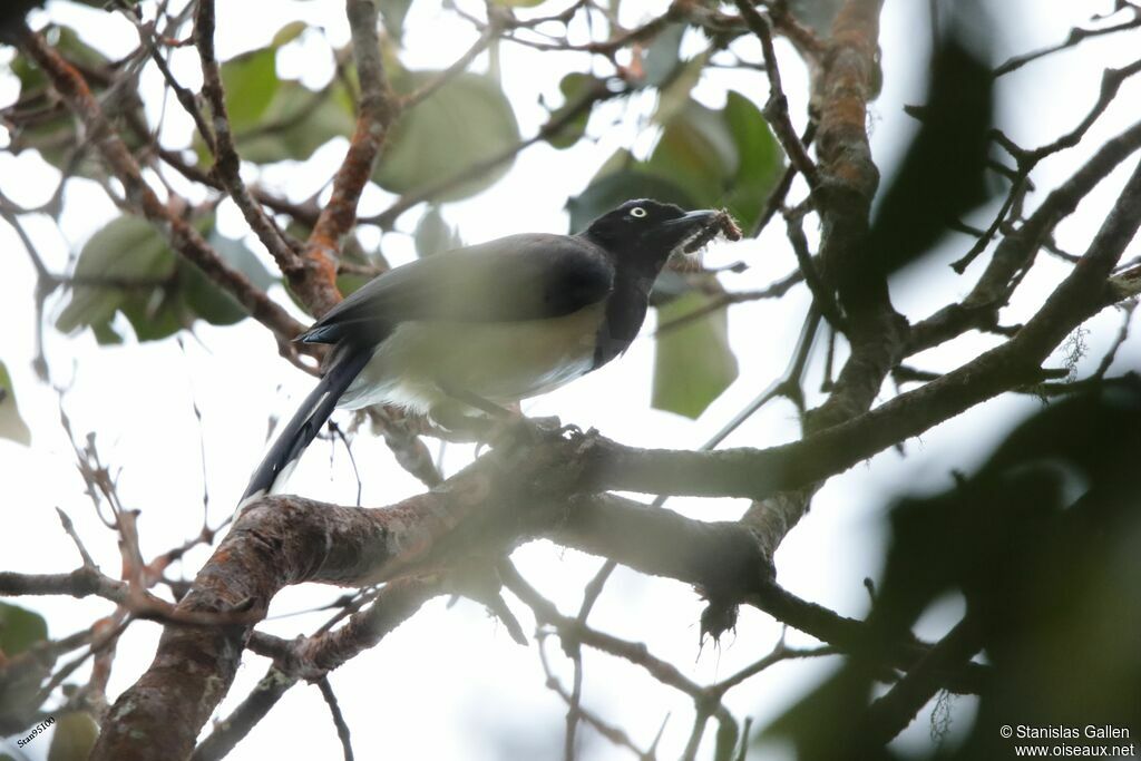 Black-chested Jayadult, fishing/hunting