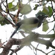 Black-chested Jay