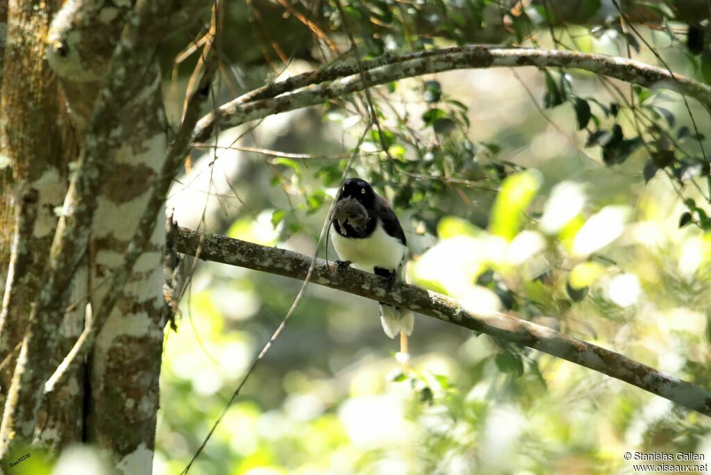 Black-chested Jayadult, fishing/hunting