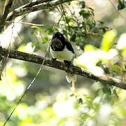 Black-chested Jay