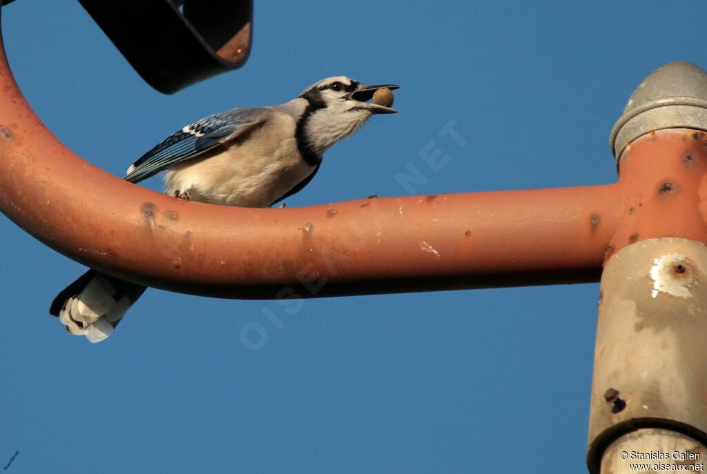 Blue Jayadult