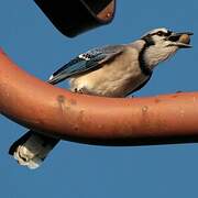 Blue Jay