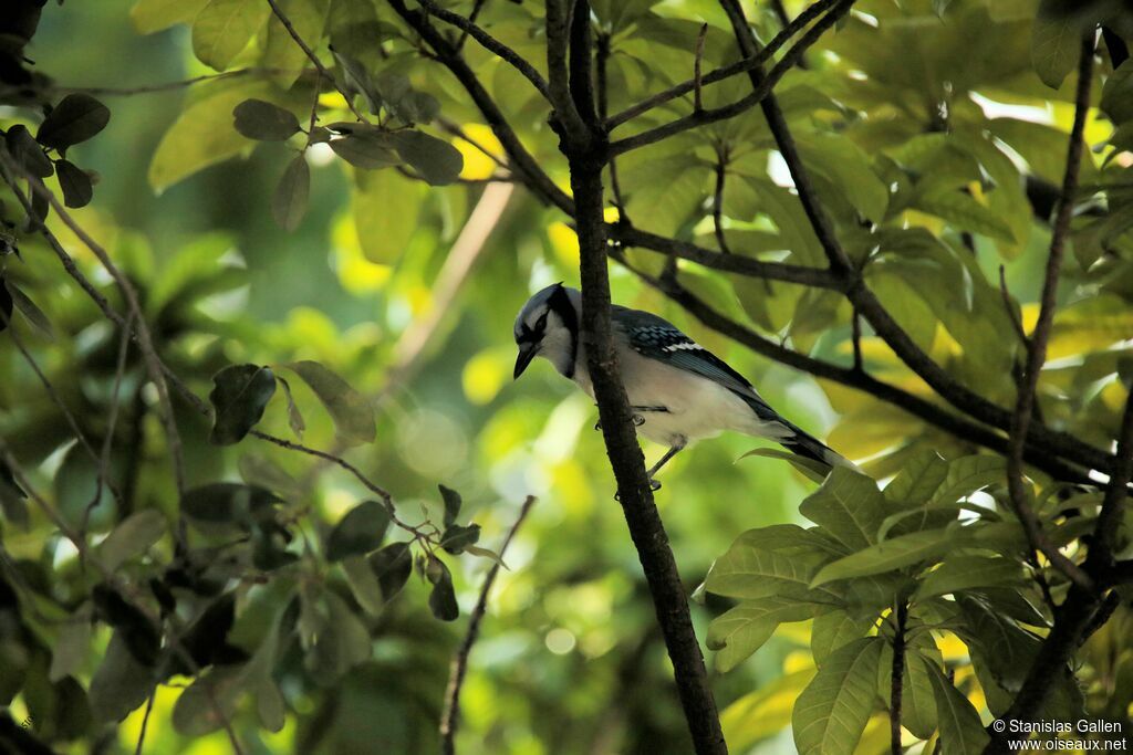 Blue Jayadult