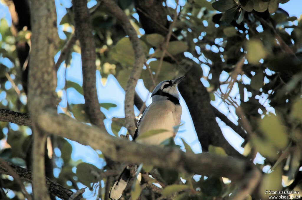 Blue Jayadult