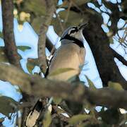 Blue Jay