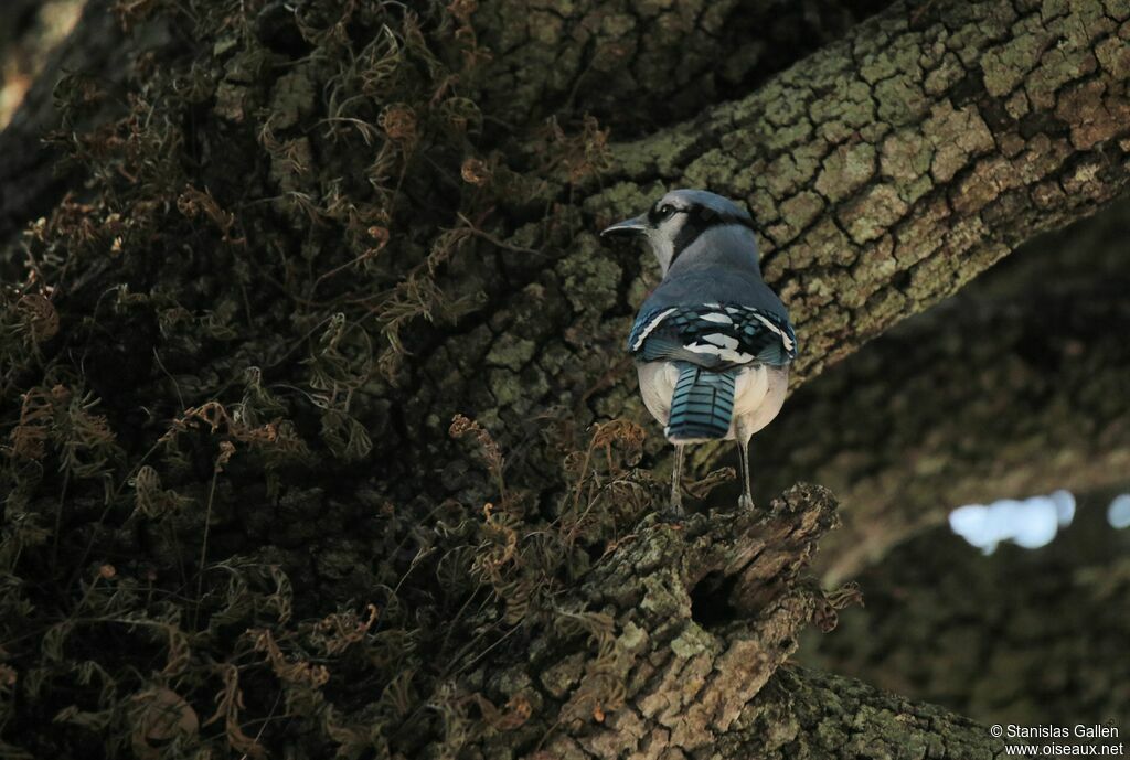 Blue Jay female adult