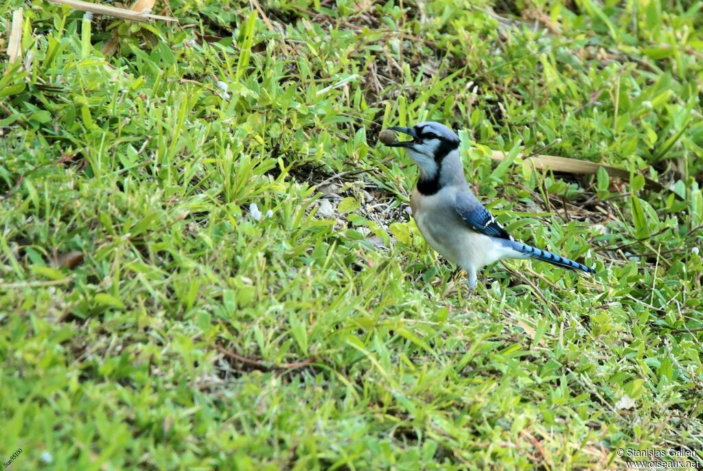 Blue Jayadult