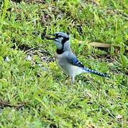 Blue Jay