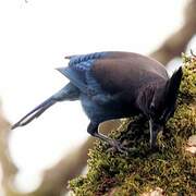 Steller's Jay