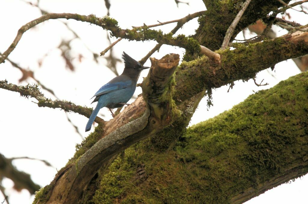 Steller's Jayadult