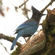 Steller's Jay